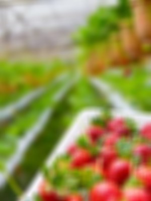 从田间直达餐桌,溯源有机守护家庭健康 从田间直达餐桌,溯源有机守护家庭健康