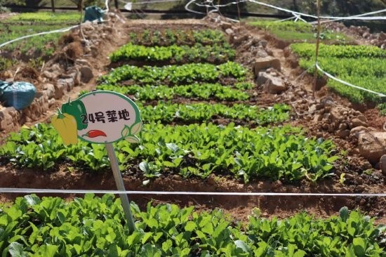 未来已来:科技如何让共享菜园更智能、更便捷? 未来已来:科技如何让共享菜园更智能、更便捷?