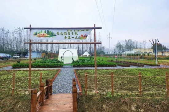 共享菜园 vs 传统农业：一场关于食物生产的静默革命